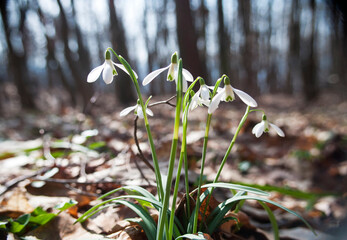 Snowdrop flowers in the spring forest
