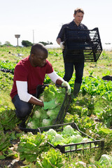 Ripe lettuce harvesting process on the plantation