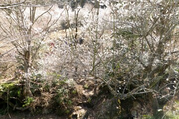 梅林の小川