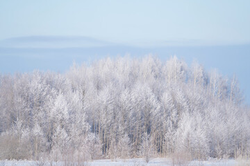 winter forest after a snowfall, sunny day, trees in the snow