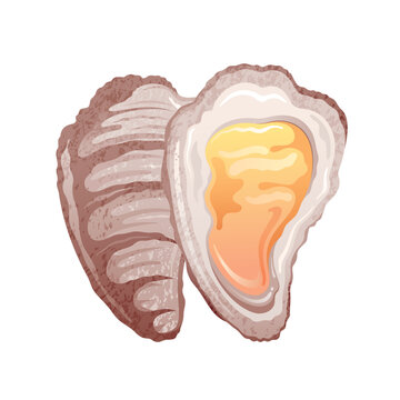 Oyster shell vector. Seafood isolated illustration, Oyster sea food. Cartoon shellfish icon. Seashell mussel vintage vector. Raw clam art. Fresh scallop seafood. Ocean half shell restaurant dinner
