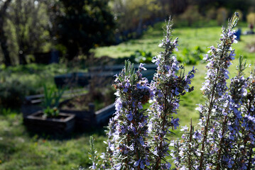 A rosemary plant in bloom in a vegetable garden, spring concept