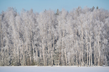 winter forest after a snowfall, sunny day, trees in the snow
