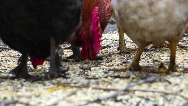 heads of hens eating 4K slomotion