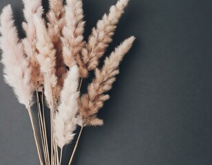 Dried bunny tail grass on pink background. Blush pink and neutral color as aesthetic and minimalistic design for beauty or mindfulness concept