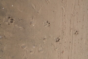 Dog footprint in sand