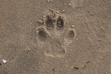 Dog footprint in sand