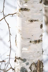 Papier Peint photo autocollant Bouleau spring forest, birch grove without leaves in April against a blue sky