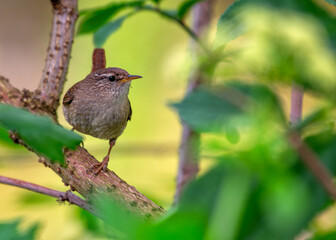Obraz premium European Wren (Troglodytes troglodytes) in Phoenix Park, Dublin