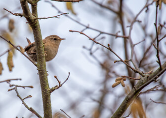 European Wren (Troglodytes troglodytes) in Phoenix Park, Dublin
