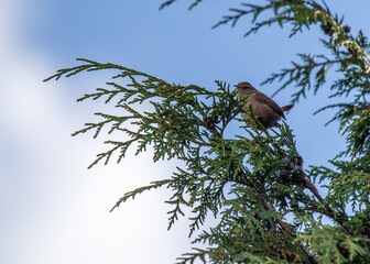 European Wren (Troglodytes troglodytes) in Phoenix Park, Dublin