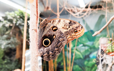 A forest giant owl, owl butterfly (Caligo eurilochus).