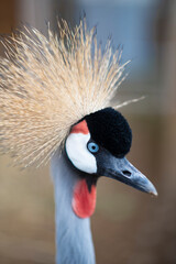 grey crowned crane