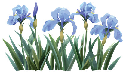 Fototapeta na wymiar Iris flower blue plant isolated illustration isolate