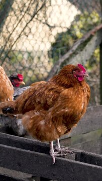 chicken chick hen vertical 4K slomotion