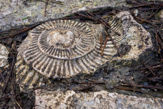Ojc&oacute;w park koło Krakowa, Polska, 03.03.2024 - Parka w porannych promieniach wiosennego słońca.  Amonit w kamiennych schodach.