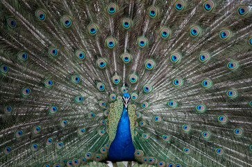 Obraz premium peacock with feathers