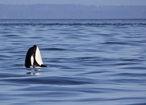 A Killer Whale (Orcinus orca) surfacing in the Strait of Georgia in British Columbia, Canada..
