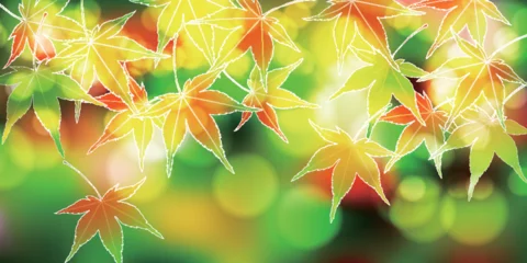 Tuinposter 新緑　葉　もみじ　背景  © J BOY