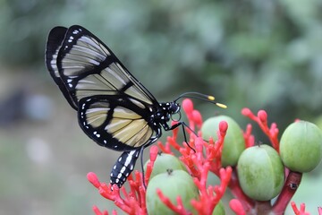 butterfly on flower and fruits