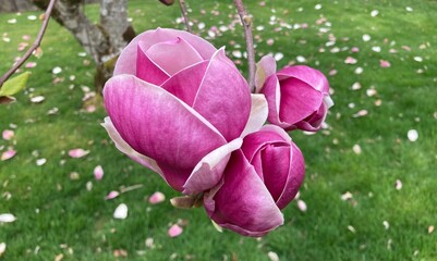 Pink magnolia buds