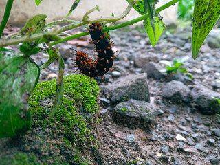 caterpillars hanging on grass branches. Black and orange caterpillars eat green leaves
