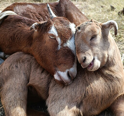 goat and calf