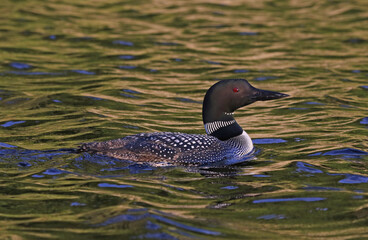 A Common Loon (Gavia immer) in evening light.  Shot in Algonquin Provincial Park, Ontario, Canada..