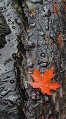 Vibrant orange autumn leaf on wet black wood