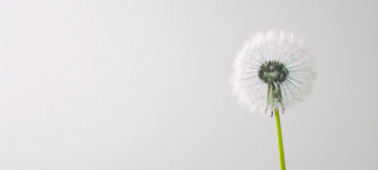 Single dandelion flower in bloom on a white background.