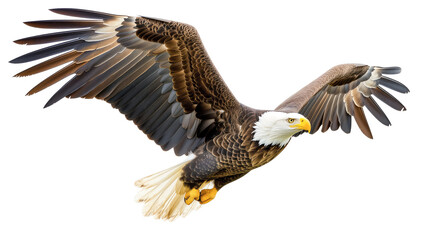 Fototapeta premium Majestic Bald Eagle in Flight