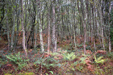 trees in the forest