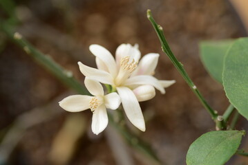Flowers of lemon are blooming.