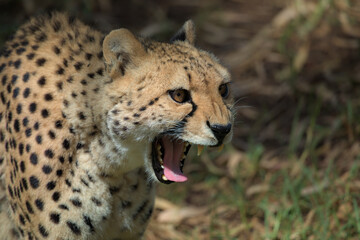 A portrait of a cheetah in the grass with open mouth and teeth showing aggression