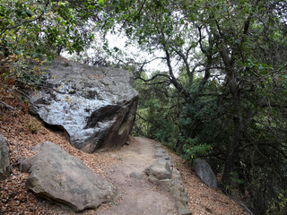 Serene Forest Trail in Santa Barbara Mountains