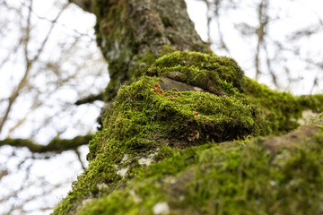 Close up of moss on tree, green moss or fungus on tree trunk