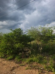 tree on the hill