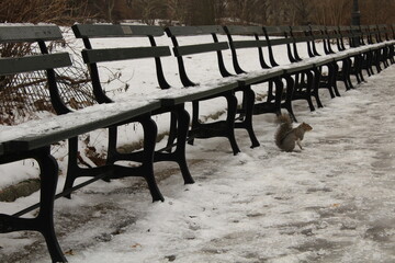 Ecureuil à central park