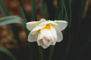 A close up from above of an open, wet, white daffodil blossom in Spring