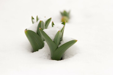 A profile view of newly emerged Allium leaves through a spring snowfall on a Wisconsin flowerbed