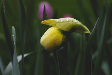 The close up profile of a closed daffodil bud after a spring rainfall