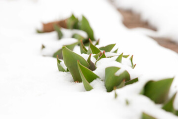 Tulip leaves emerge through a spring snowfall on a Wisconsin flowerbed