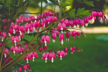 A profile view of a multitude of pink bleeding heart blooms on stems spanning across the photograph