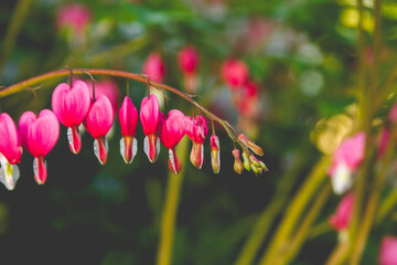 A bright pink row of bleeding heart blossoms hanging from a stem