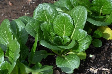Japanese mustard spinach ( Komatsuna ) cultivation.
A green and yellow vegetable belonging to the Brassicaceae family, it is rich in vitamins, iron and calcium.