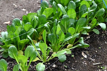 Japanese mustard spinach ( Komatsuna ) cultivation.
A green and yellow vegetable belonging to the...