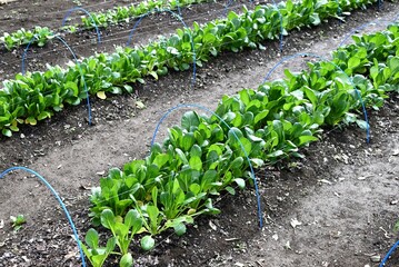 Japanese mustard spinach ( Komatsuna ) cultivation.
A green and yellow vegetable belonging to the...