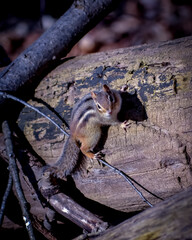 chipmunk