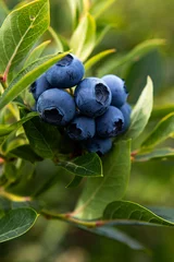 Foto auf Acrylglas blueberries on the bush © Bart