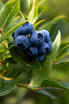 blueberries on the bush